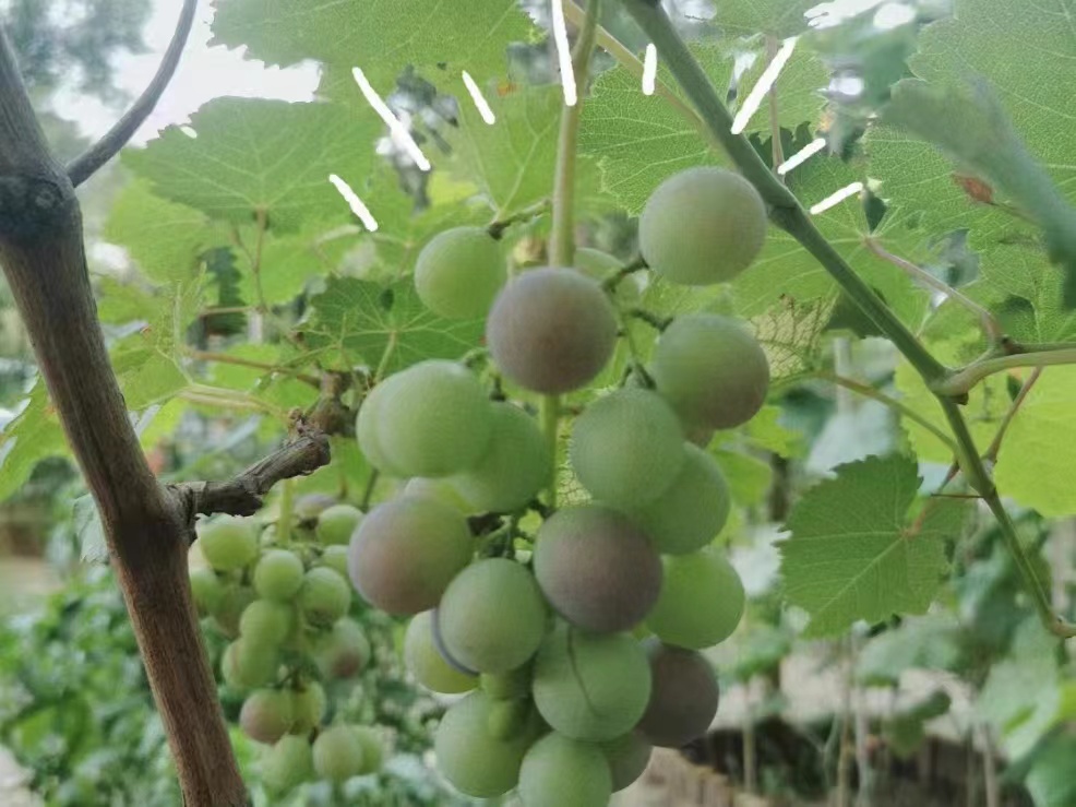 種子在發(fā)芽！好有趣的生態(tài)幼兒園